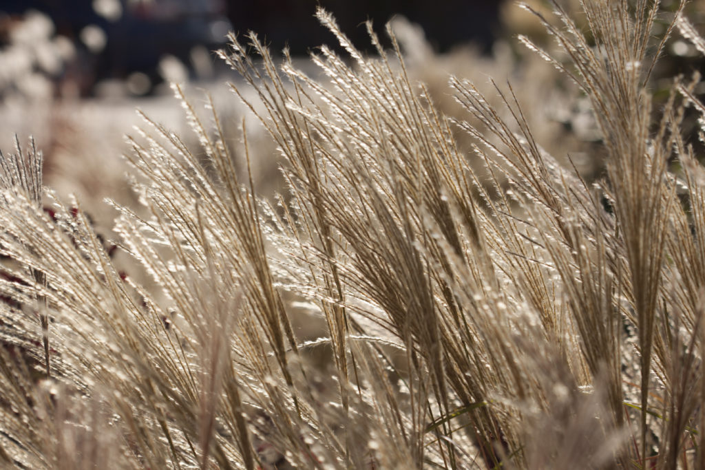 ornamental grass with decorative seed head on display