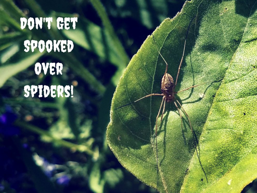 spider on leaf in the garden