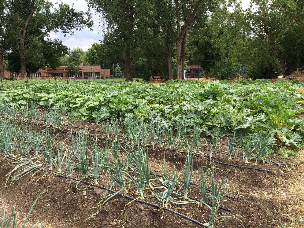 field planted with garlic